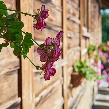 게스트하우스 хаджи вълчевия 제라브나